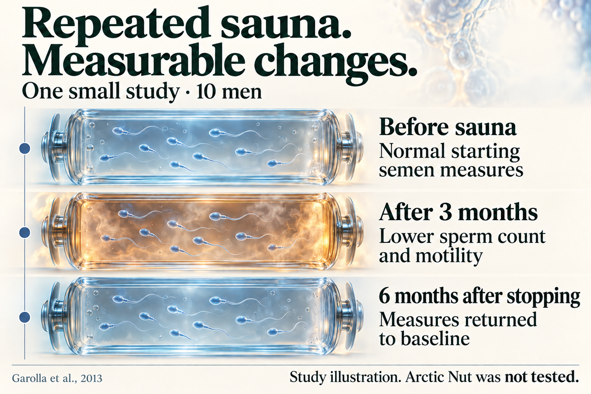 Repeated sauna. Measurable changes. One small study of ten men: normal starting semen measures; lower sperm count and motility after three months; measures returned to baseline six months after stopping. Garolla et al., 2013. Study illustration. Arctic Nut was not tested.